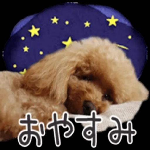 トイプードル🐩No. ⒉❣️