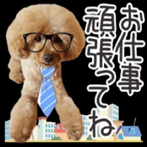 トイプードル🐩No. ⒉❣️