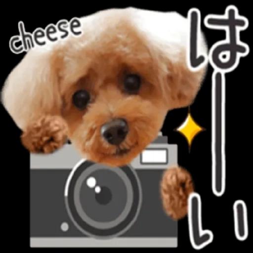 トイプードル🐩No. ⒉❣️