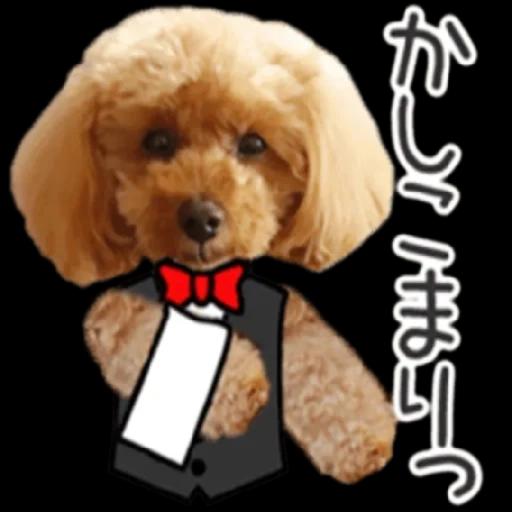 トイプードル🐩No. ⒉❣️