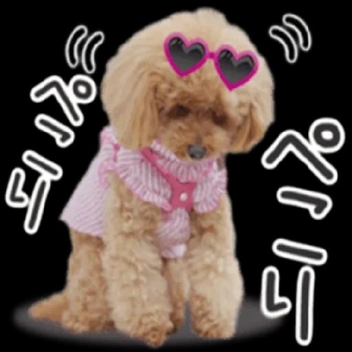 トイプードル🐩No. ⒉❣️