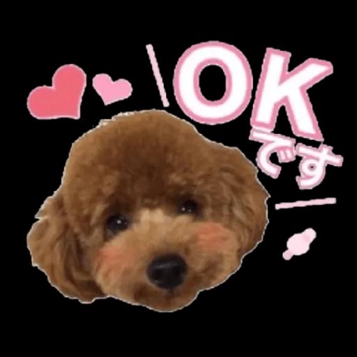 トイプードル🐩No. ⒉❣️