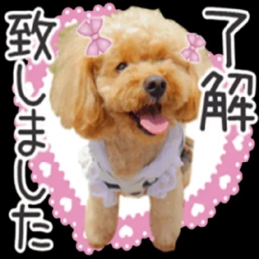 トイプードル🐩No. ⒉❣️