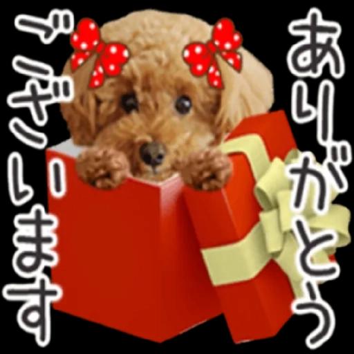 トイプードル🐩No. ⒉❣️