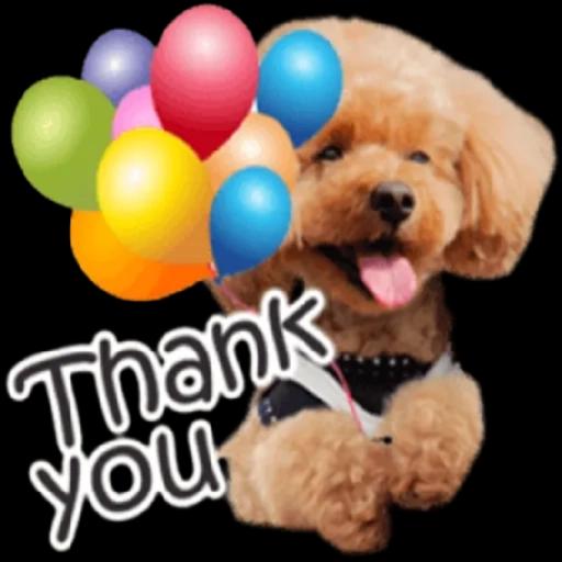 トイプードル🐩No. ⒉❣️