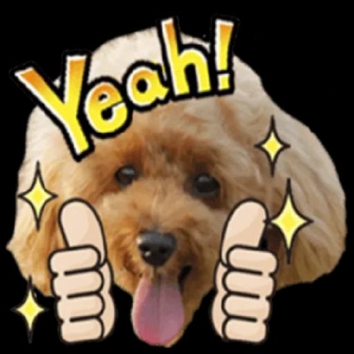 トイプードル🐩No. ⒉❣️