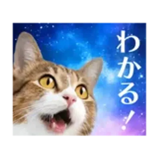 動く！驚く！宇宙猫 -Space Cat-