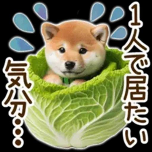 喜怒哀楽の激しい柴犬の野菜ダンス
