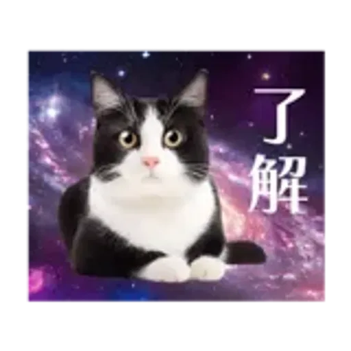 動く！驚く！宇宙猫 -Space Cat-