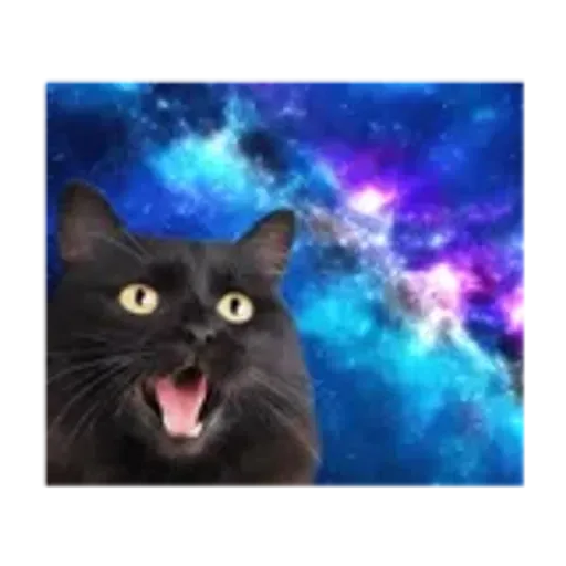 動く！驚く！宇宙猫 -Space Cat-