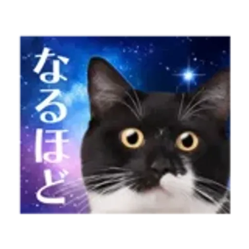 動く！驚く！宇宙猫 -Space Cat-