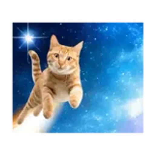 動く！驚く！宇宙猫 -Space Cat-