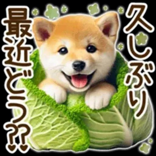 喜怒哀楽の激しい柴犬の野菜ダンス