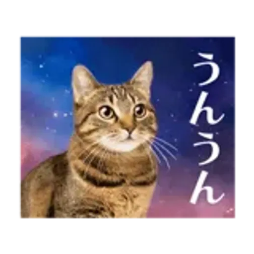 動く！驚く！宇宙猫 -Space Cat-