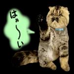 かわいいねこちゃん〜〜