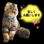 かわいいねこちゃん〜〜