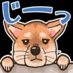 柴犬の手書き風スタンプです。