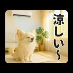 ずっと使える♡夏のチワワ