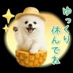 癒しポメラニアンの「夏」の毎日