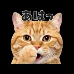 猫の顔がどーん！