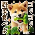 喜怒哀楽の激しい柴犬の野菜ダンス