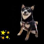 かわいい黒柴くんの敬語🐶