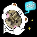 かわいいねこちゃん〜〜