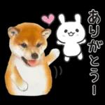 かわいい犬たち冬♡冬＆正月 柴犬