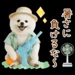 癒しポメラニアンの「夏」の毎日