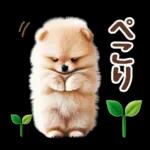 癒しポメラニアンの春のあいさつ