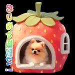 癒しポメラニアンの春のあいさつ 2