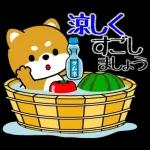 豆柴「夏を感じる」
