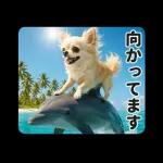 ずっと使える♡夏のチワワ