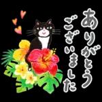 ハイ！ ハッピーガール！「SUMMER」再販