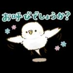 敬語が話せる！もふもふインコ