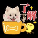 かわいいわんちゃん