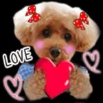 トイプーらっちゃんのなりきり編<日常言葉>