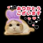 猫の「うなちゃん」