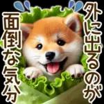 喜怒哀楽の激しい柴犬の野菜ダンス