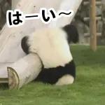 おすすめ！かわいいパンダチャン