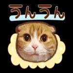 たれ耳ねこちゃん_見やすい！使いやすい♪