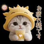 スコティッシュ猫 可愛い日常 太陽帽 敬語