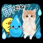 かわいい猫❤️大人かわいい夏❤️猫にゃん