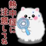 cute white Pomeranian summer 3