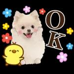 かわいいわんちゃん