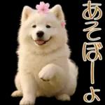 白いモフモフ～その名はサモエド！２