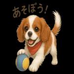 キャバリアのマシューくん