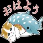 サメにゃん_----