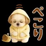 大人可愛いシーズーで梅雨の気づかい敬語