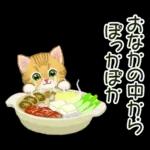 冬のキラキラおめめの子猫ちゃん